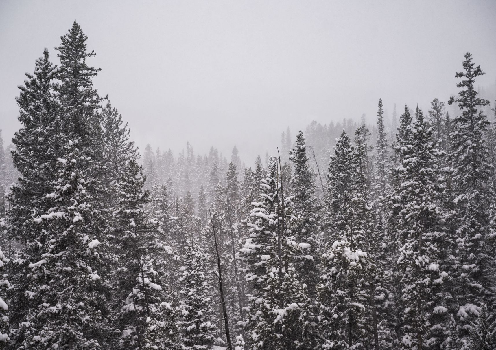 Into the white room